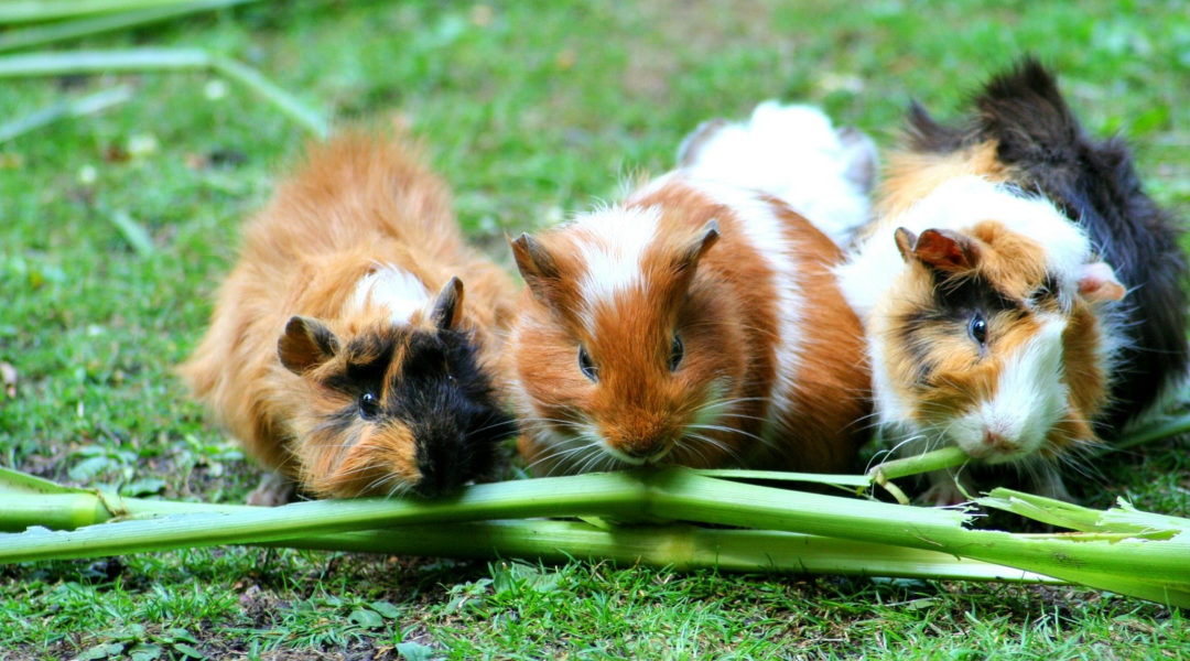 Rosie’s Book of the Week: Guinea Pig Party